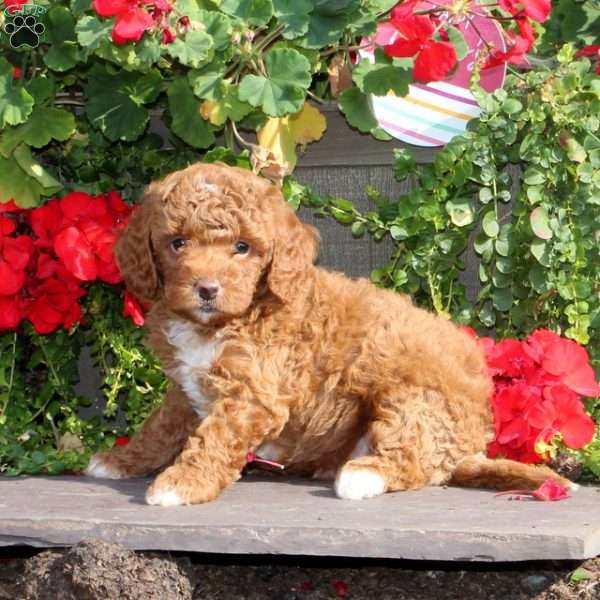 Justin, Cavapoo Puppy